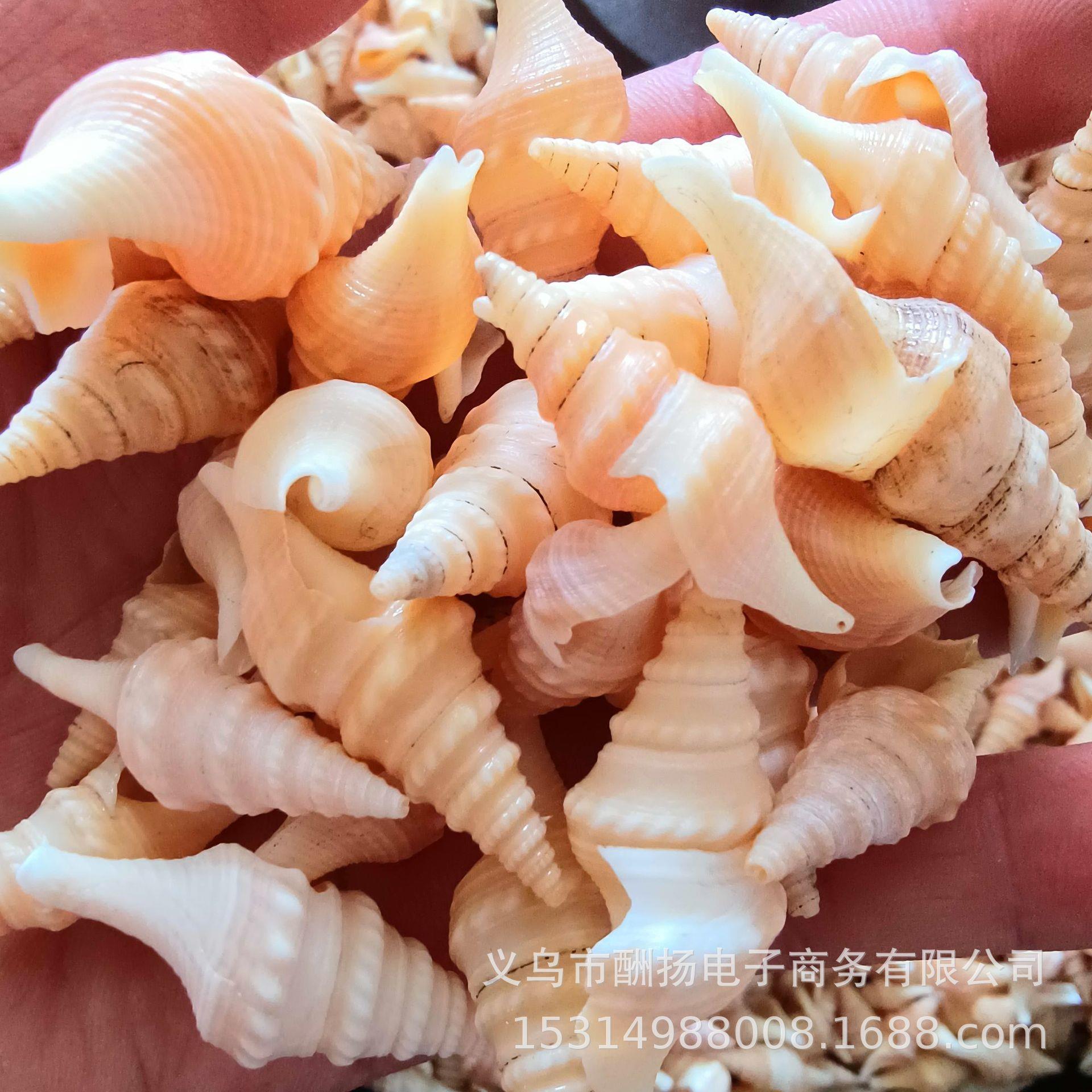 yA两头尖卷管螺手工di材料天然贝+壳海螺 鱼缸画框漂流瓶装饰.