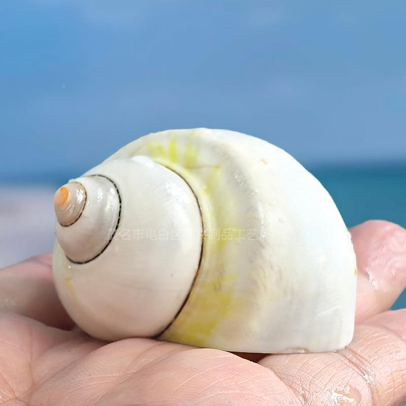摆天然海螺贝壳白油果螺居蟹贝鱼寄替牛白果螺换壳鱼缸造景卷家居