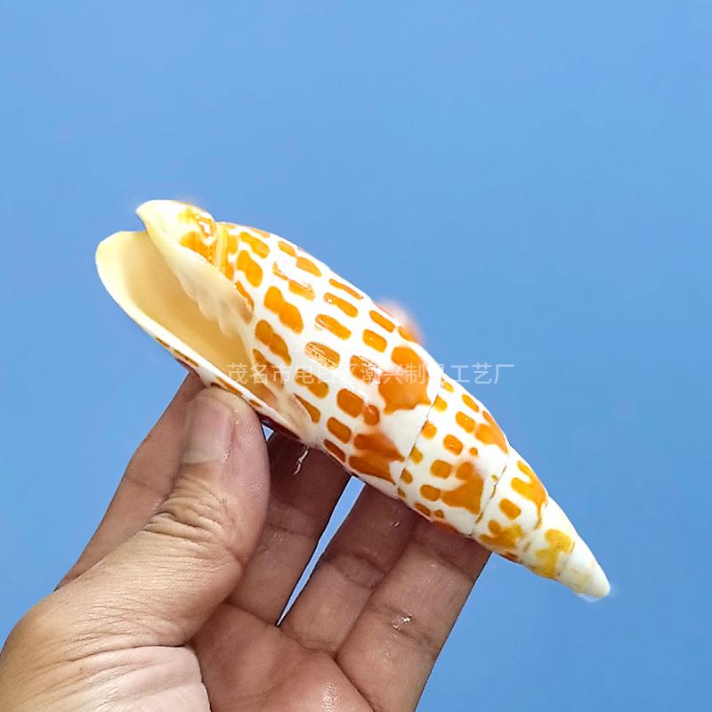 天然海贝壳锦道鲤螺红笔螺鱼缸水族造景装饰家居731螺收摄藏摆件