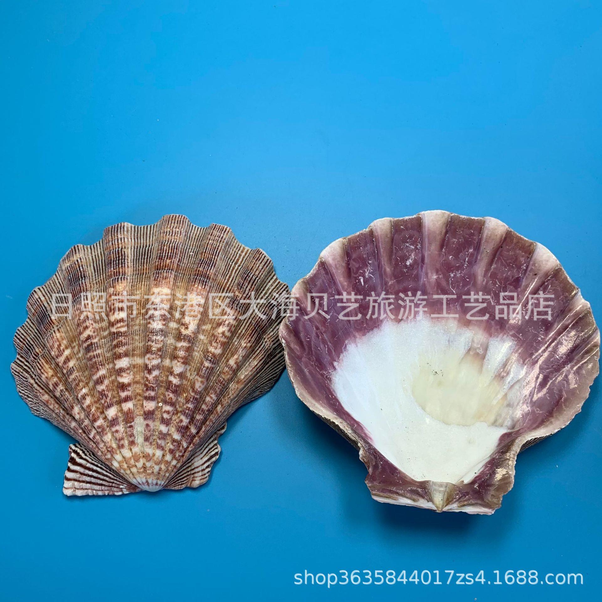 狮爪贝天然贝壳海具螺居家餐615装饰摆件烧烤拍摄道具鱼缸造水族