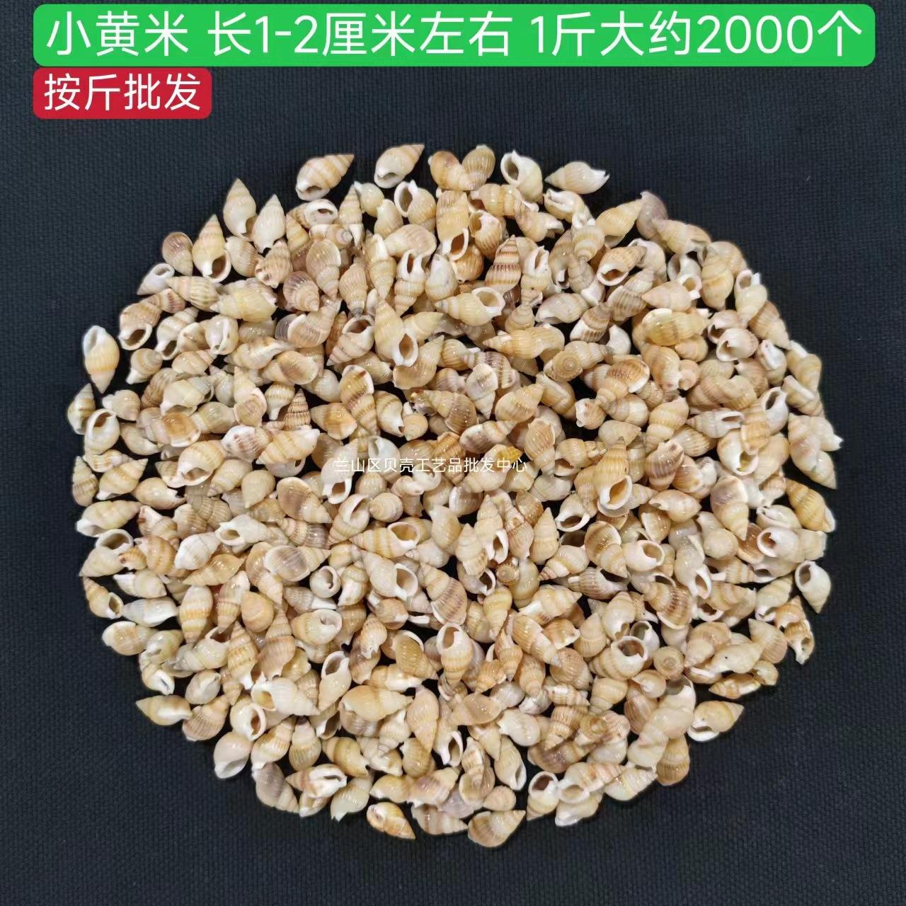小贝材壳冰小米螺按天然贝壳海米螺螺斤卖diy手工贝壳料箱贴装饰