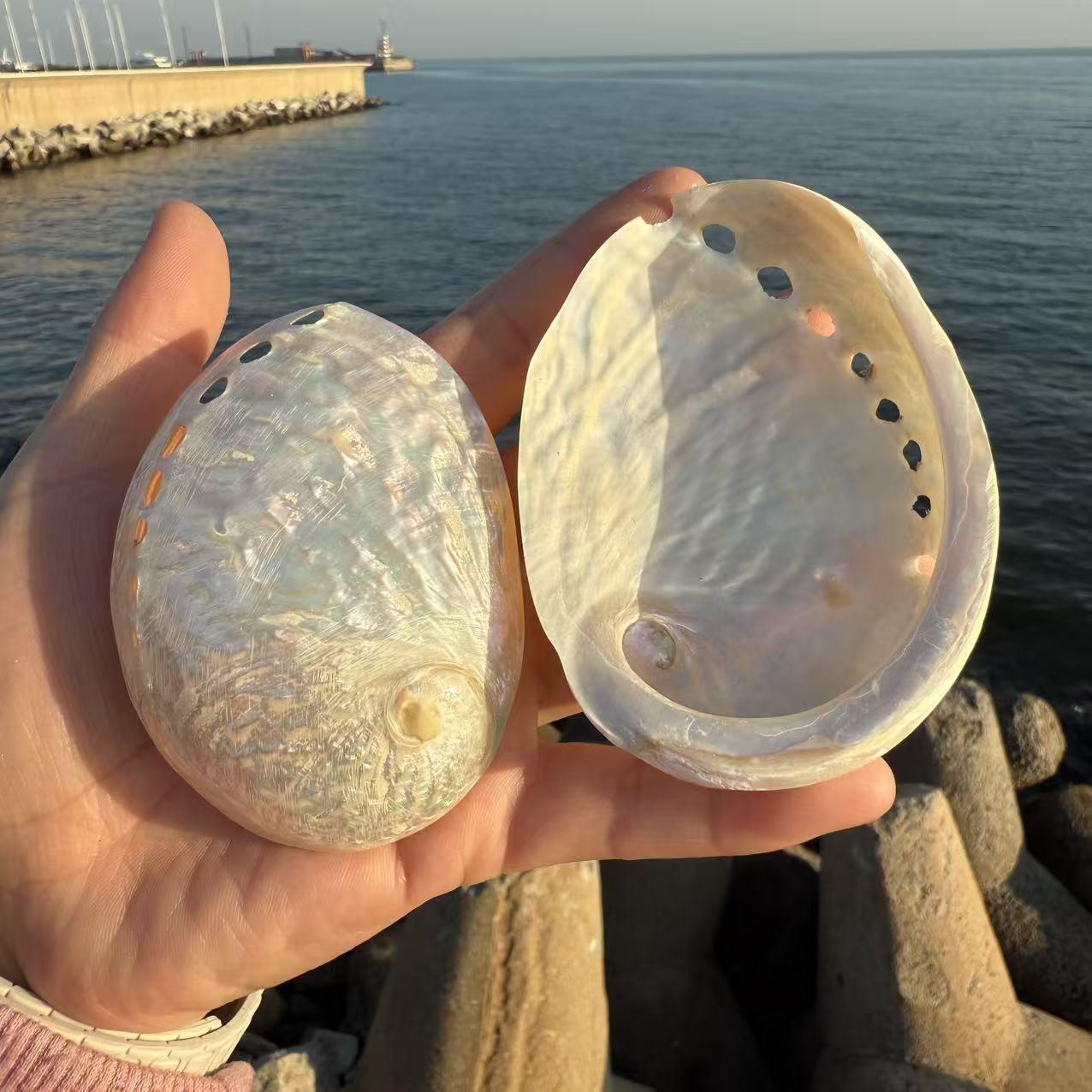 天然螺白色抛鲍鱼光圆壳水族鱼缸海造景创意家居橱窗拍摄道具摆件