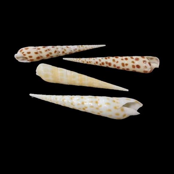 天然海螺饰贝壳鱼缸造景水拍族摄箱造景黑斑笔螺装家居5收藏摆件