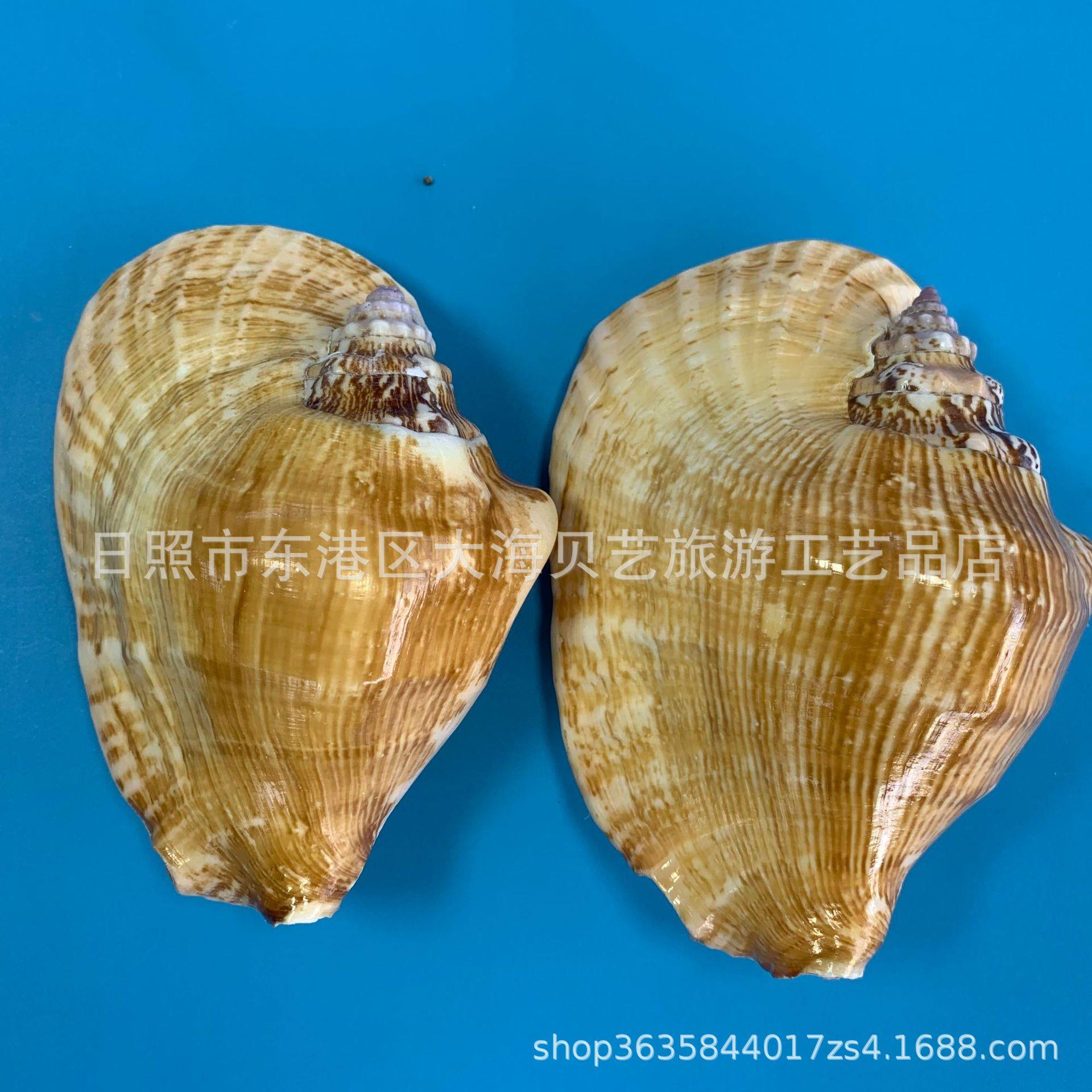 佛耳艺螺天然贝壳鱼工品装居家饰收藏标本952缸造景地台摄影厂家
