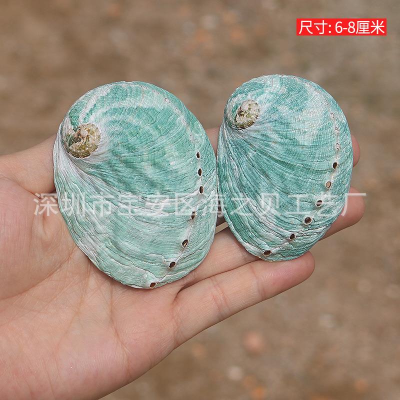 天然稀有澳香洲绿色鲍鱼壳水族缸鱼造景装饰薰鼠尾草器拍具摄道具