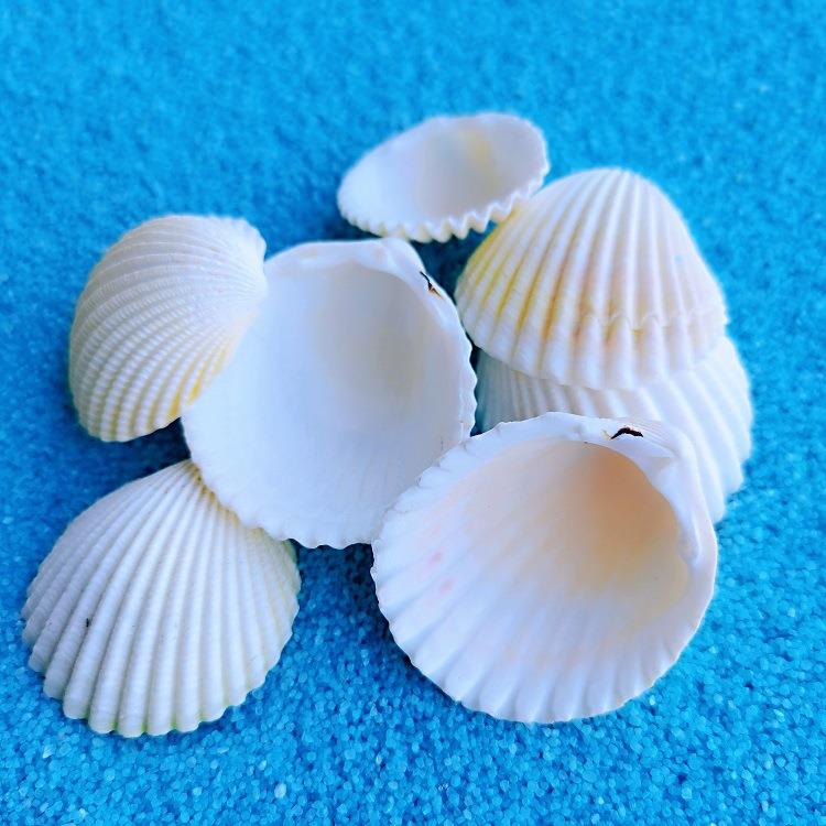 然白色椰贝壳海螺diy天手工缸水族子馆造影鱼绘画贝壳.
