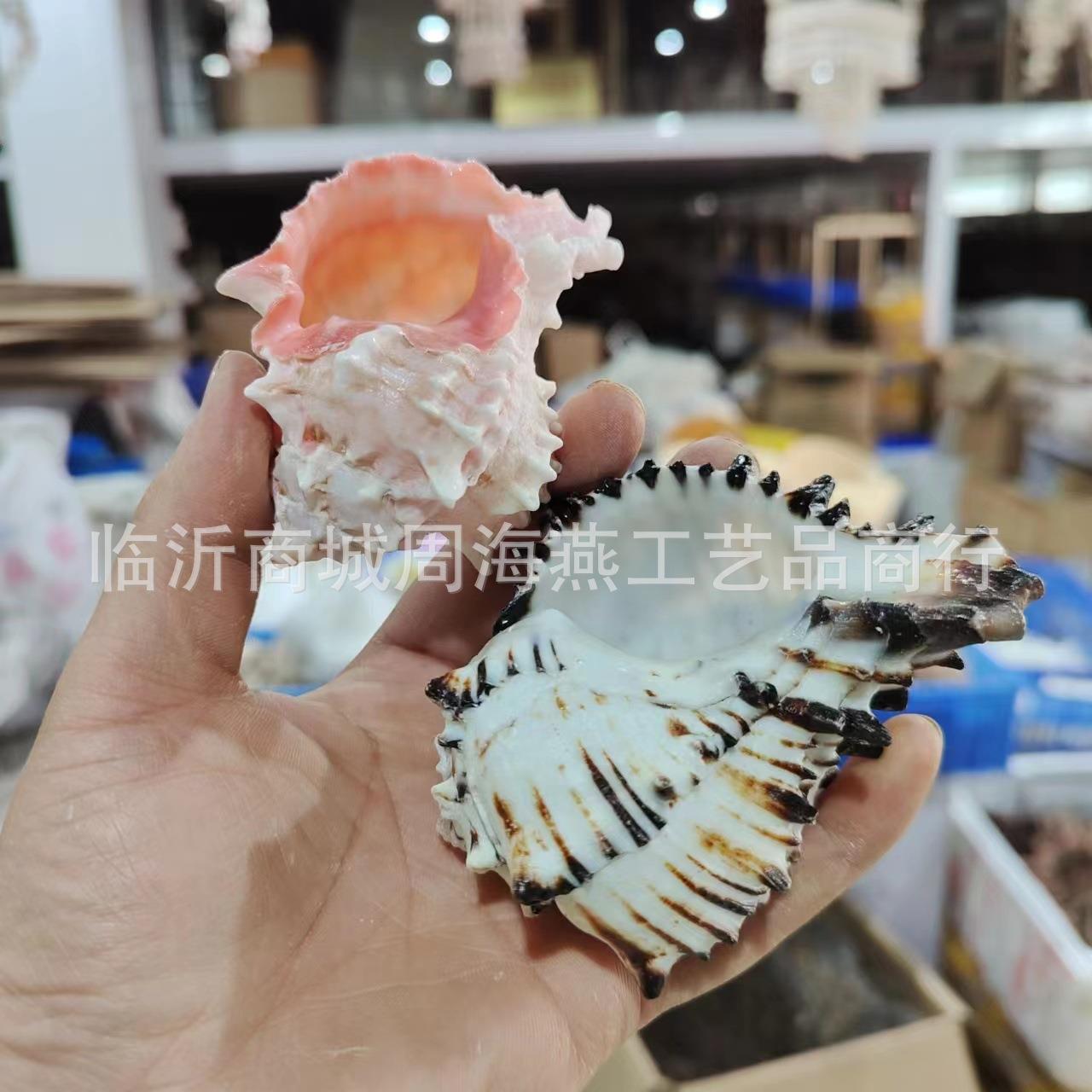 天然红骨黑骨海螺礼贝壳地海装饰工艺品创意品 黑中骨螺斑螺马 红