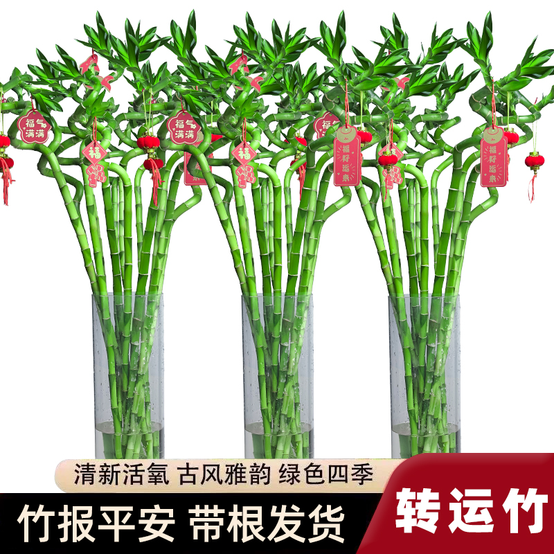 富贵竹水培植物水养发财竹室内客厅绿植盆栽花卉转运文昌龙竹带根