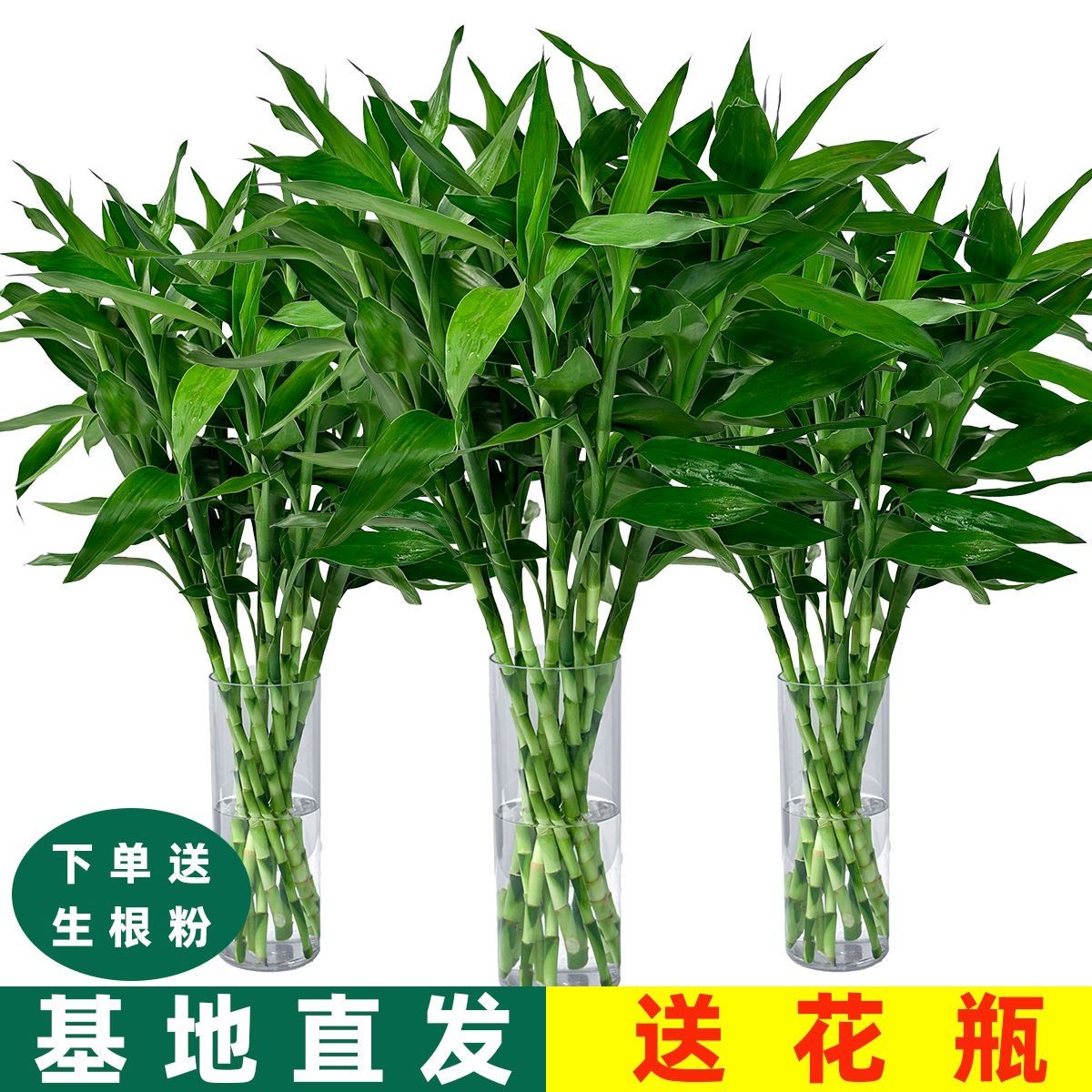富贵竹水培植物客厅发财树绿萝