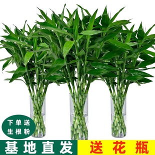 富贵竹水培植物客厅招发财竹子节节高绿萝绿植盆栽花卉植物室内花