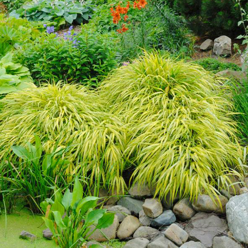 日本箱根草知风草盆栽苗庭院观赏草耐阴耐寒户外植物多年生宿根