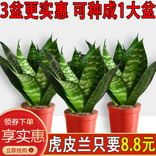 虎皮兰室内四季常青好养活懒人