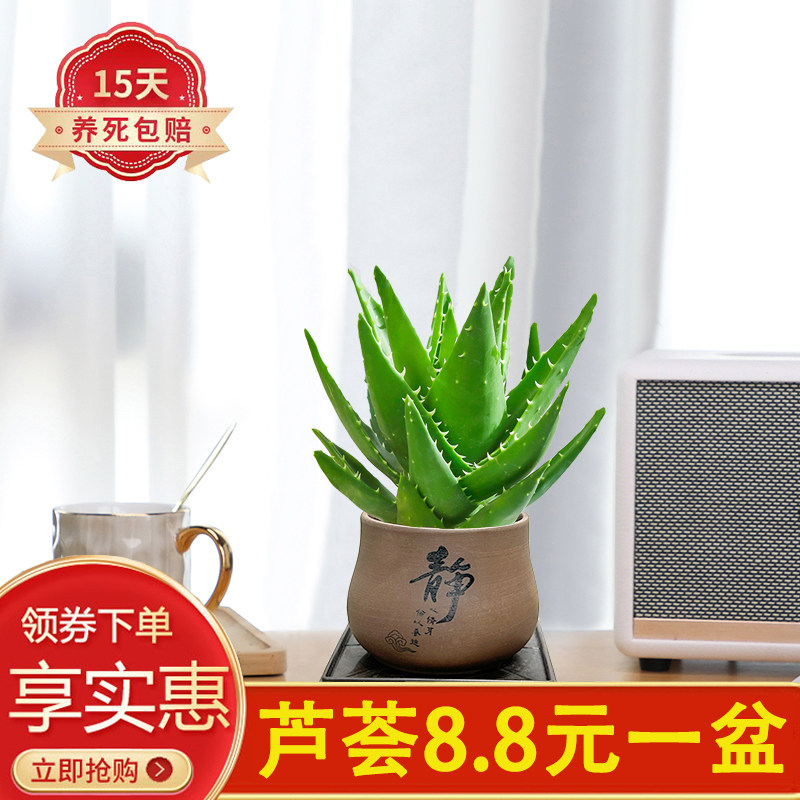芦荟客厅办公室四季常青陶瓷盆