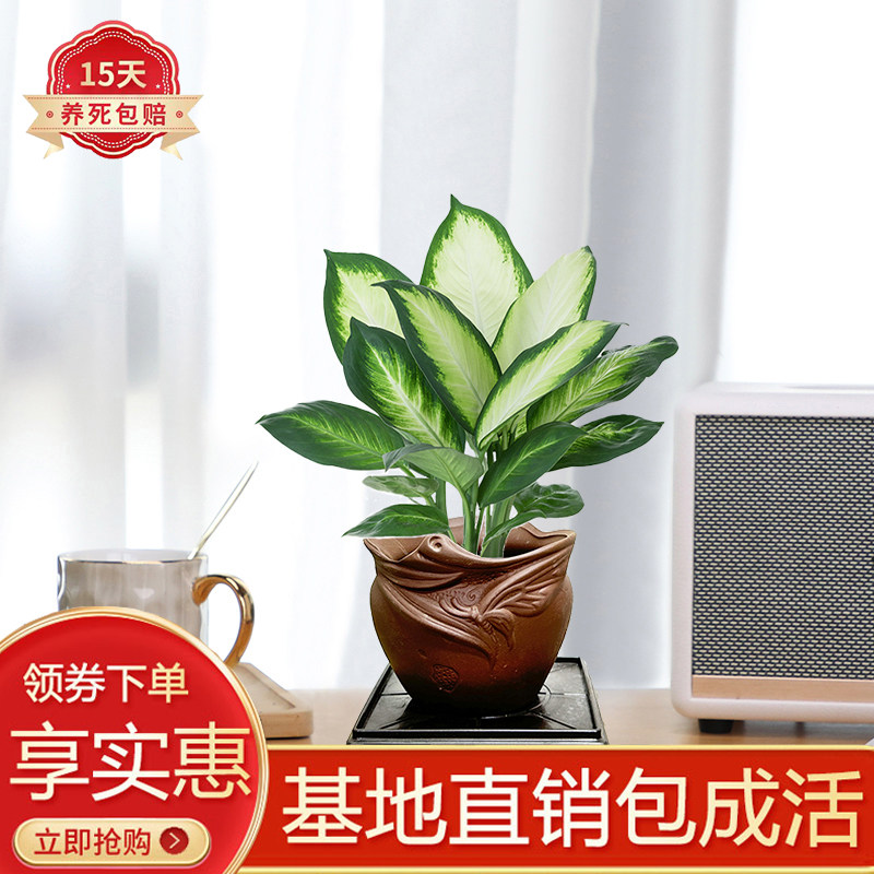 万年青办公室观赏陶瓷盆好养