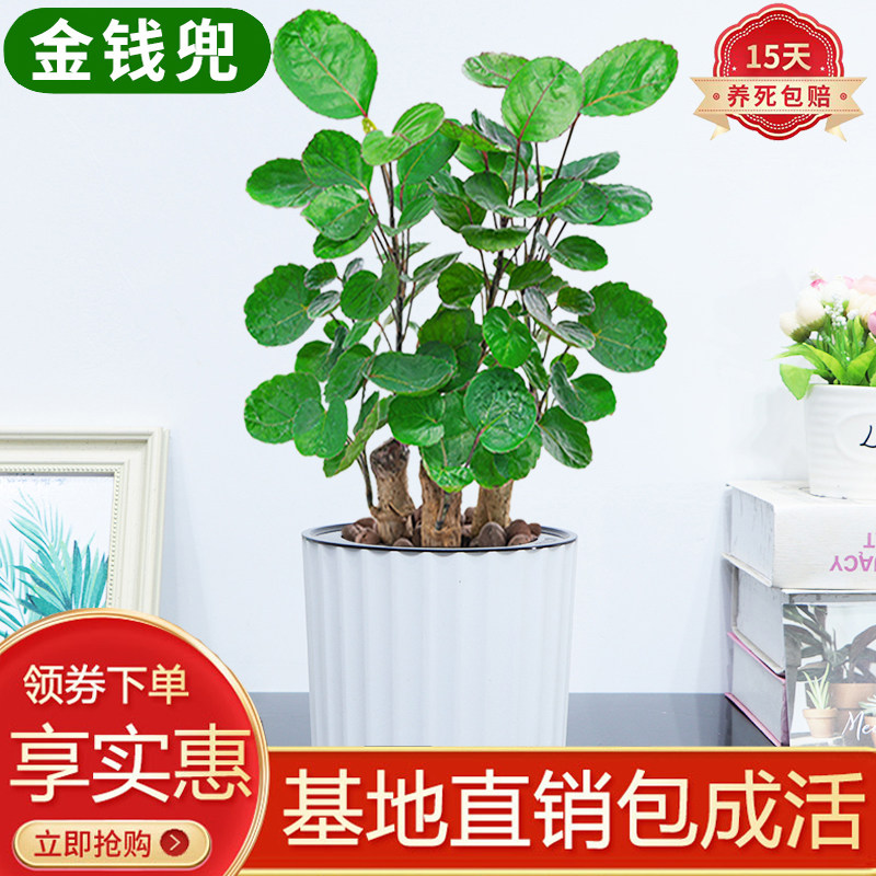 金钱兜盆栽绿植室内客厅好养易活四季常青钱多多耐旱招财寓意圆叶