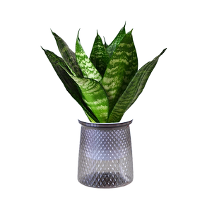 青叶虎耳兰盆栽绿植虎皮兰室内客厅四季常青净化空气懒人自吸盆景