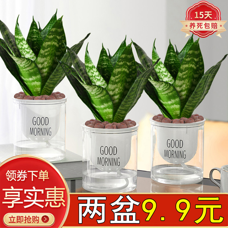 大金边虎皮兰青叶虎耳兰耐旱懒人好养盆栽绿植四季常青室内美观