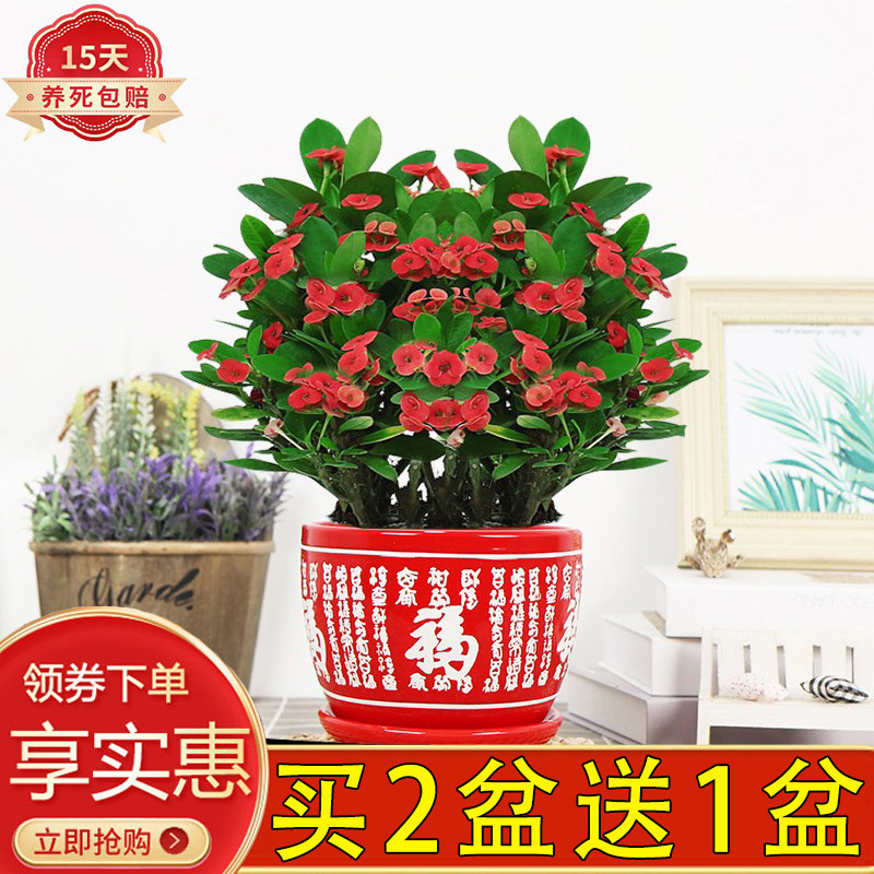 铁海棠虎刺梅好养室内四季开花