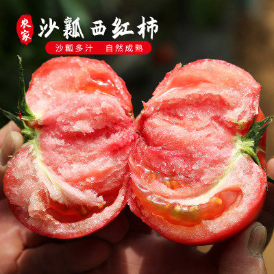 密云农家西红柿新鲜 自然熟 生吃流沙番茄新鲜蔬菜西红柿番茄500g