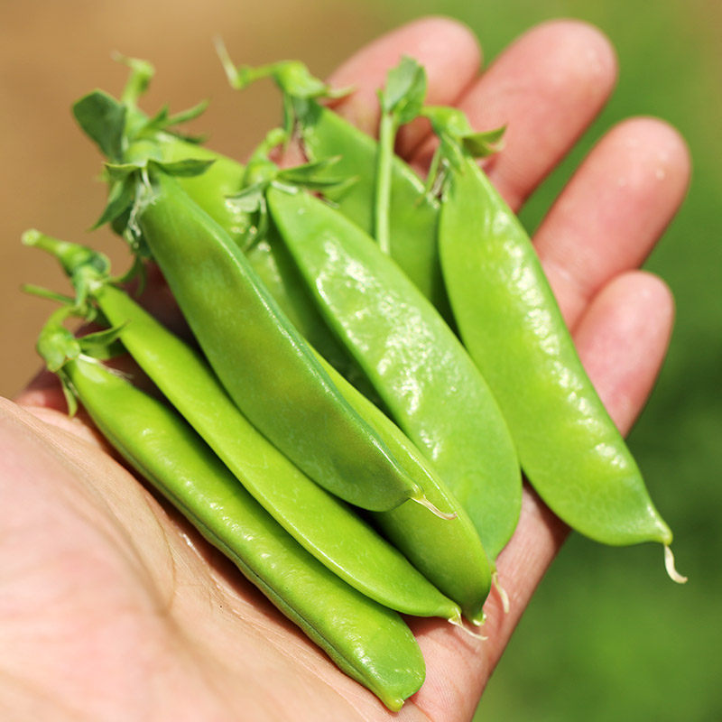 鲜嫩荷兰豆小夹豆新鲜脆甜适合清炒农家肥种植荷兰豆新鲜蔬菜250g