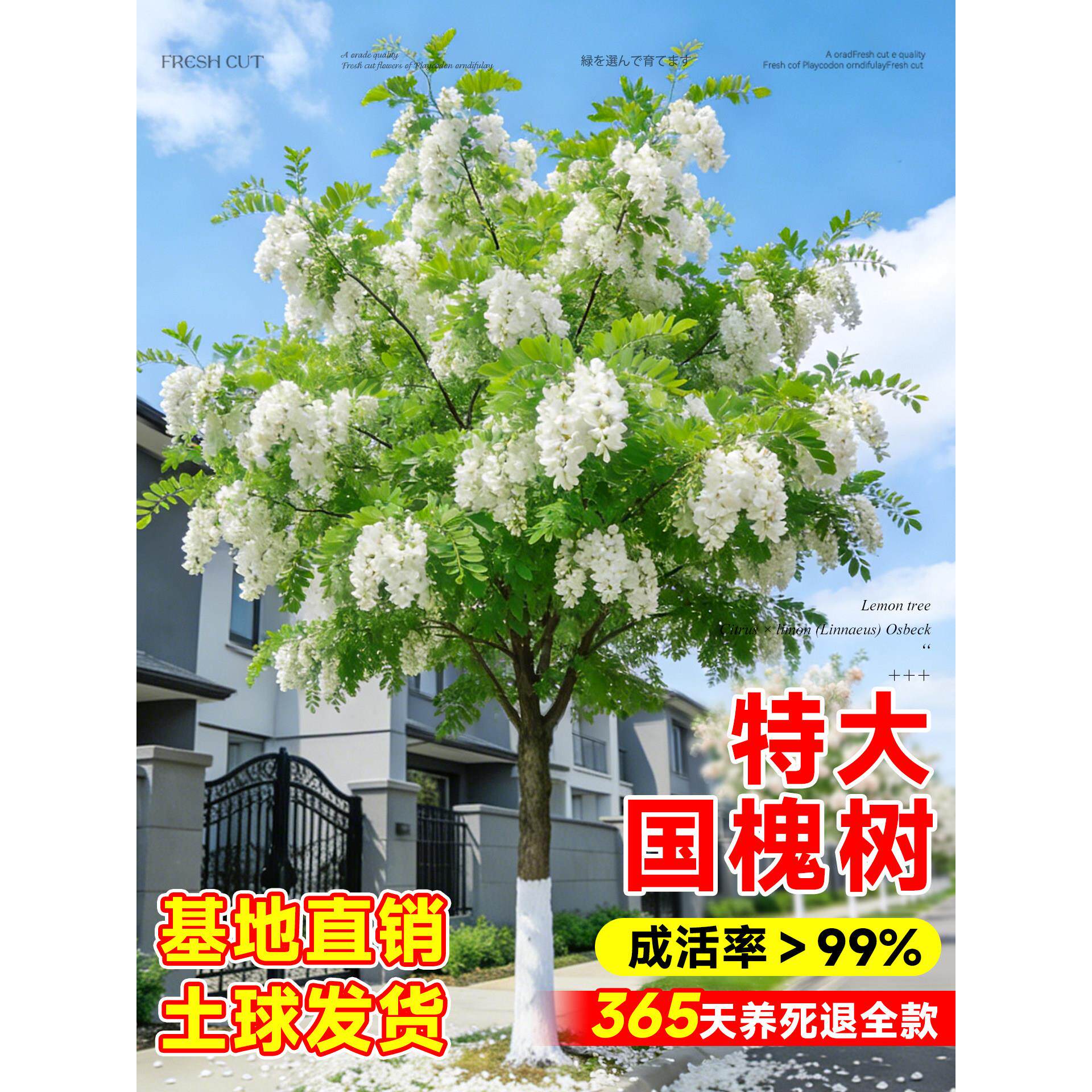 国槐树苗大树工程绿化国槐苗小苗黄金洋槐树风景树庭院道路行道树