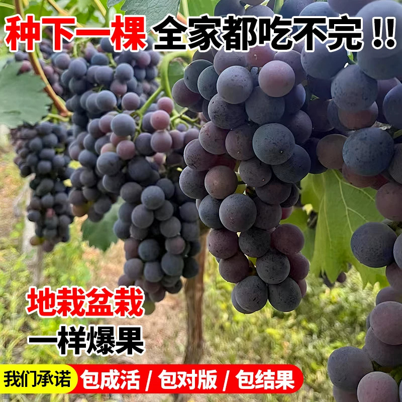 特大巨峰葡萄树苖带叶阳光玫瑰盆栽南方北方种植地栽爬藤葡萄树苗