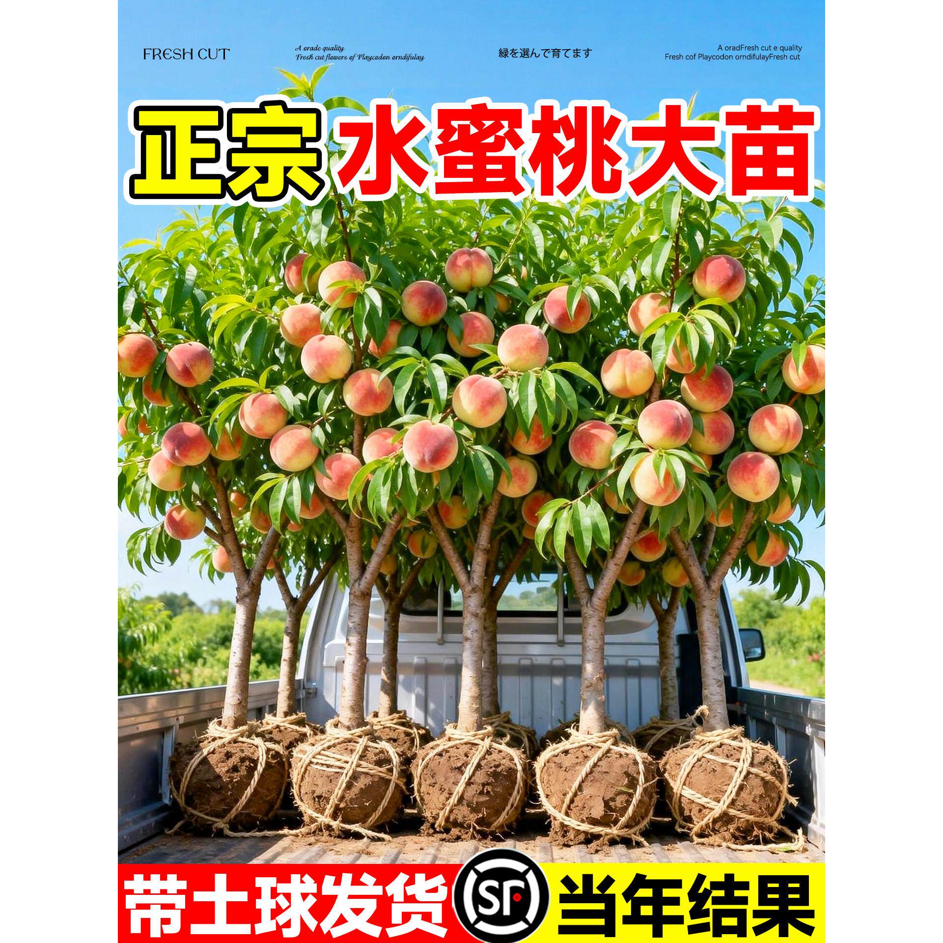 正宗阳山无锡水蜜桃果树苗嫁接黄桃树苗南方北方种苗桃子树水果苗