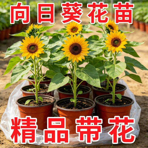 向日葵盆栽带花多头光辉岁月花卉室内阳台葵花种子籽花苗四季鲜花