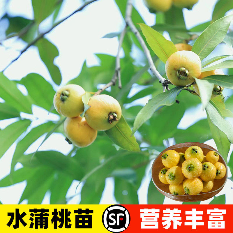 正宗水蒲桃树苗盆栽罗浮山蒲桃果树果苗南方北方庭院种植当年结果