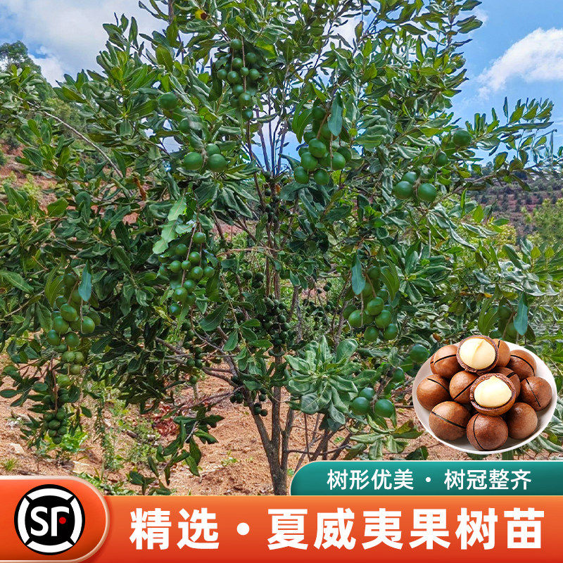 澳洲坚果苗盆栽广西夏威夷果树果苗嫁接苗南北方四季种植当年结果