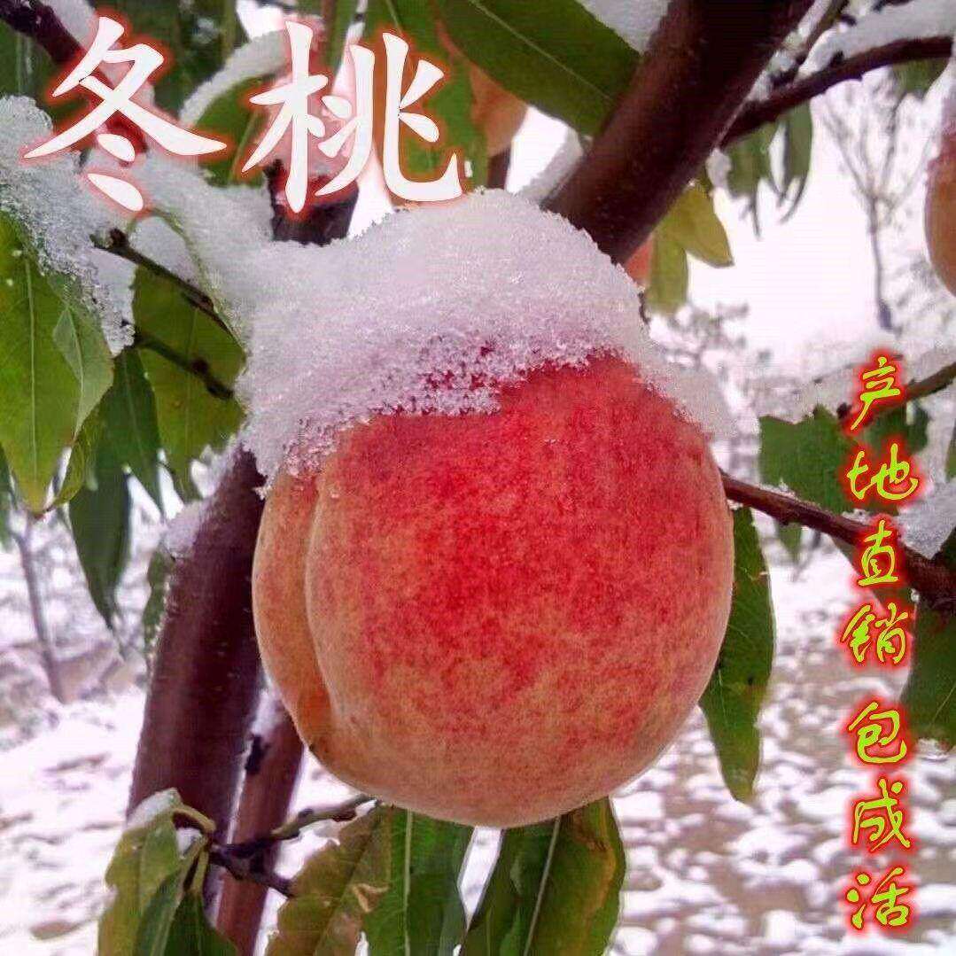 晚熟冬桃雪桃嫁接桃树冬雪桃树苗特大冬桃耐寒盆栽地栽当年结果