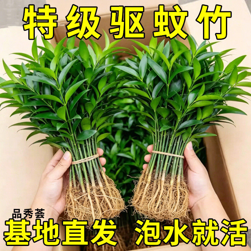 特大棵竹柏更驱蚊水培水养植物客厅办公室内四季常青绿植物驱虫竹