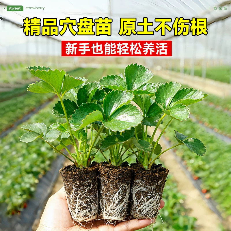 草莓苗秧四季结果盆栽种子穴盘苗奶油特大号优质批发玄玉红颜隋珠