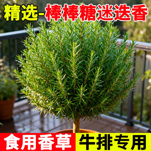 独杆棒棒糖迷迭香盆栽可食用香草