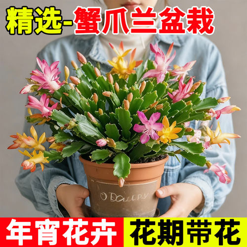 蟹爪兰盆栽带花苞多色精品年宵花