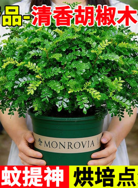 正宗清香胡椒木盆栽驱蚊提神绿植烘培蛋糕装饰新鲜叶室内四季植物