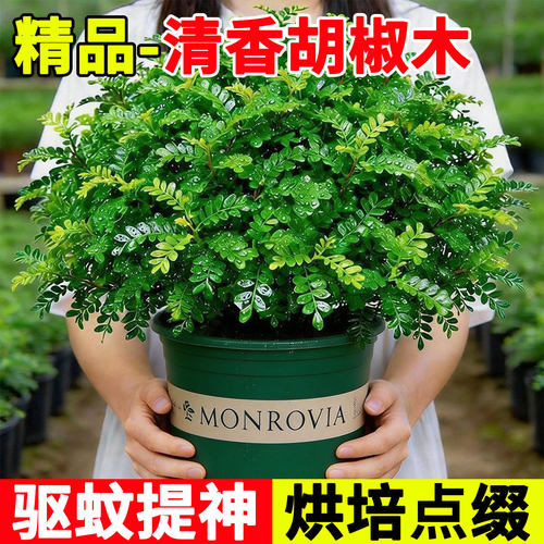 清香胡椒木盆栽驱蚊提神蛋糕装饰
