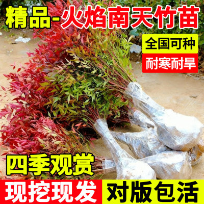 火焰南天竹树苗耐寒耐旱冬季红叶