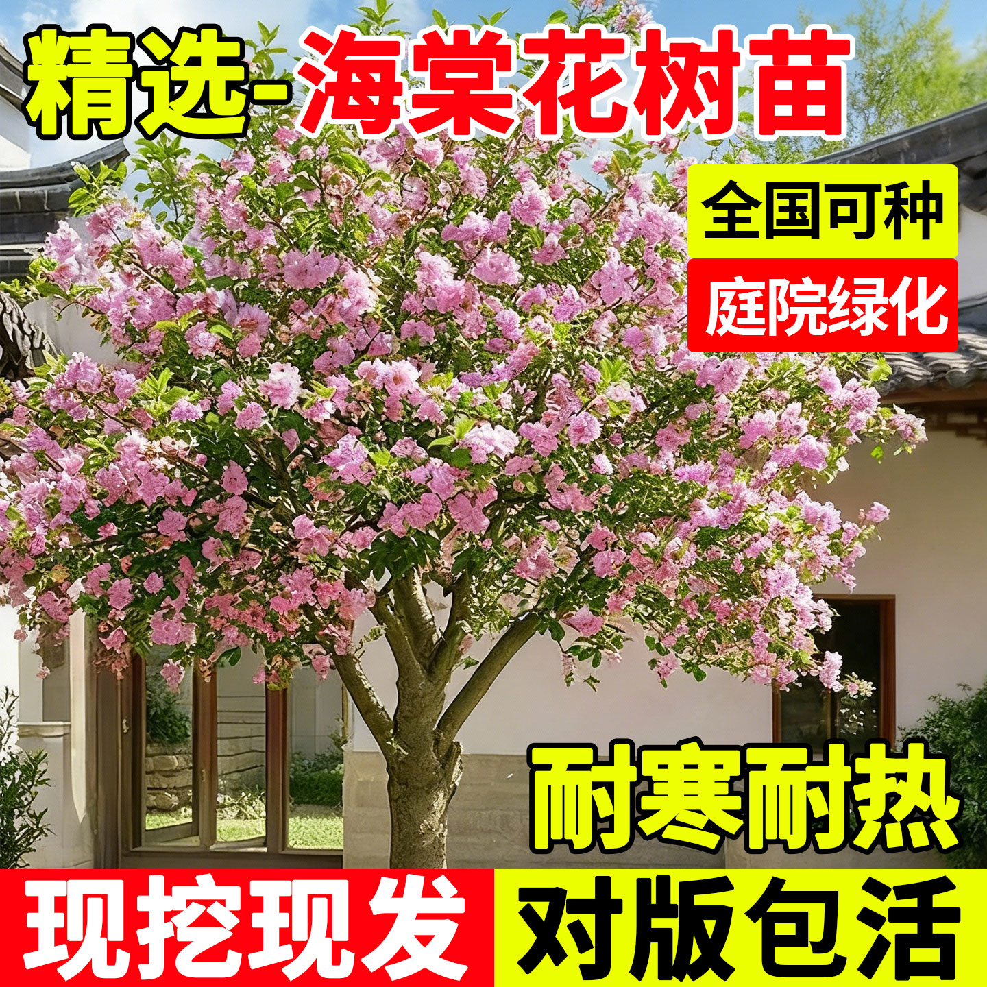 海棠花树苗特大庭院绿化耐寒耐冻