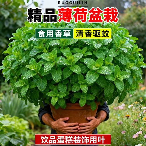 薄荷盆栽可食用香草水培植物大苗