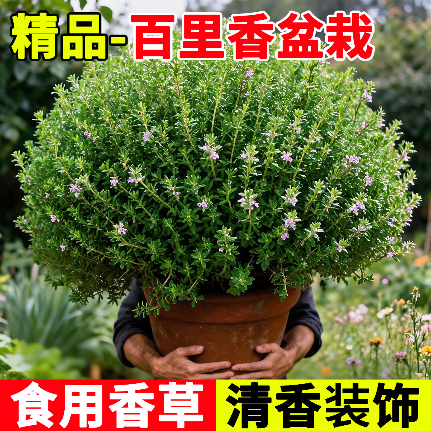 百里香盆栽可食用新鲜香草苗装饰