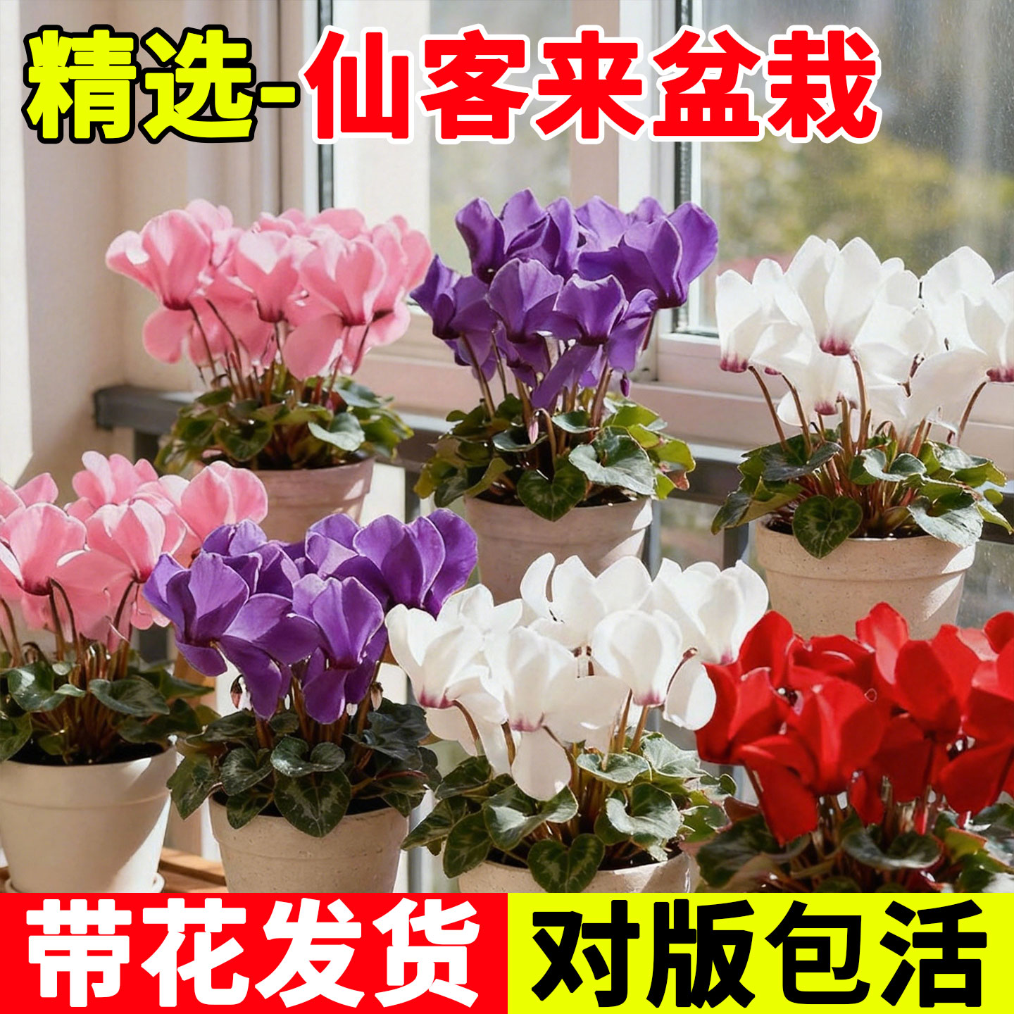 仙客来盆栽带花重瓣特大花四季