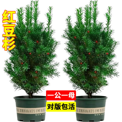 红豆杉树苗盆栽四季庭院耐寒绿植