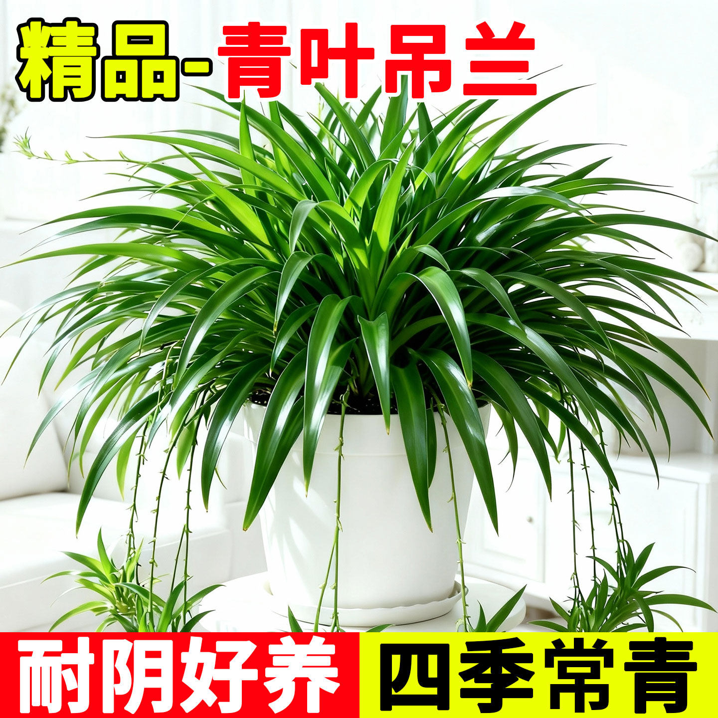 青叶吊兰盆栽四季常青室内垂吊植物卷叶金心金边净化空气客厅绿植