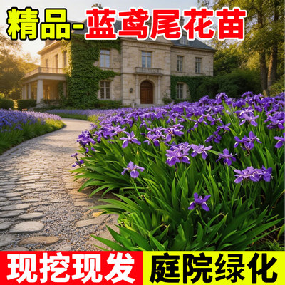 蓝鸢尾花苗庭院绿化四季绿植物