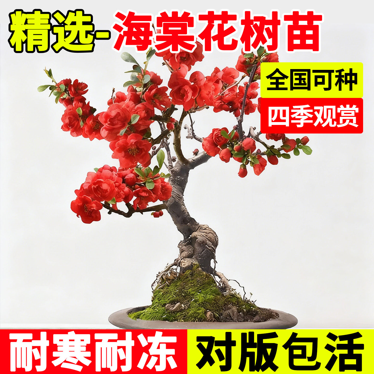 海棠花树苗庭院四季观赏耐寒耐冻