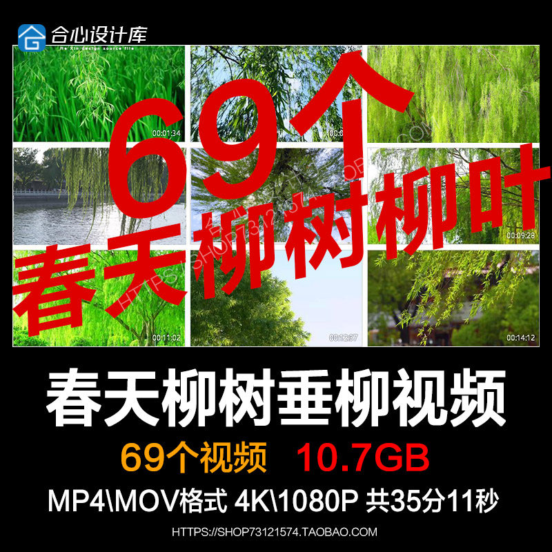 春天柳树柳叶柳芽春分春季初春立春春意清新夏天垂柳杨柳视频素材