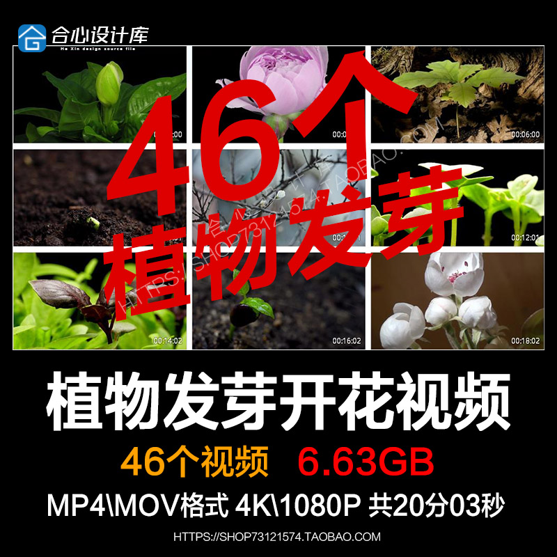 绿色植物种子发芽幼苗快速生长延时嫩苗从土壤破土而出短视频素材