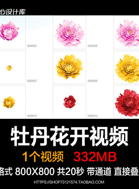 透明通道牡丹花开粉色黄色红色牡丹动画PRAE通用mov格式视频素材