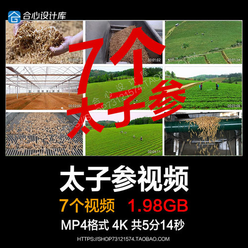 农业种植产业中药材太子参基地加工流水线实拍视频素材